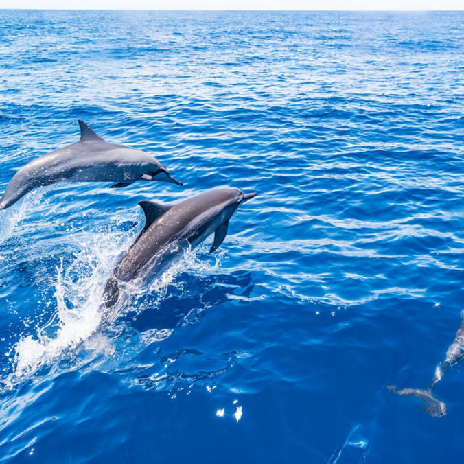 Dolphins Watching Puerto Escondido